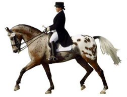 keys to winning horse dressage with equestrian hypnosis